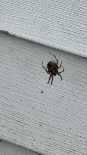 Spotted Orbweaver