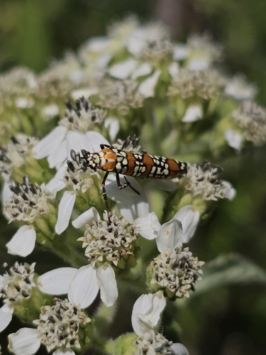 Ailanthus Webworm Moth