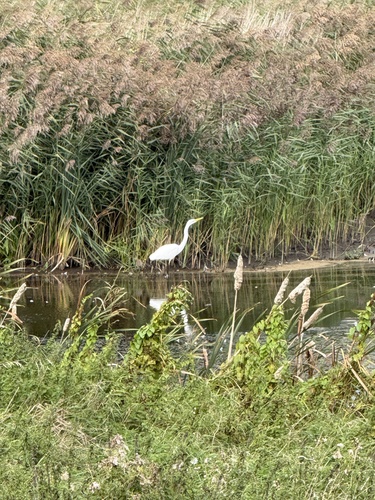 Great Egret