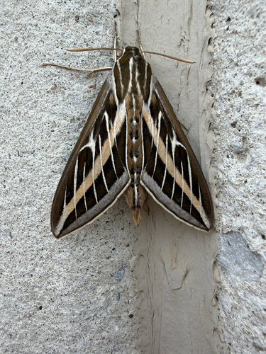 White-lined Sphinx