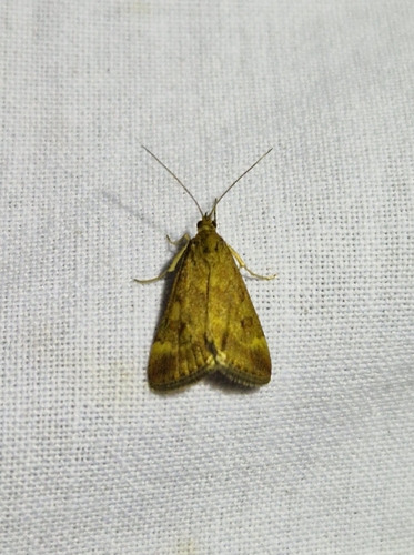 Straw-barred Pearl