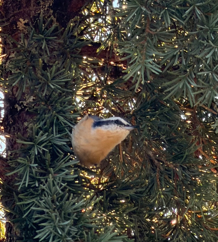 Red-breasted Nuthatch