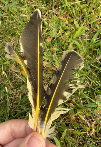 Northern Flicker