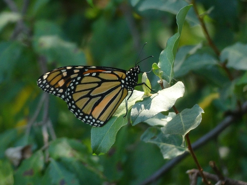 Monarch