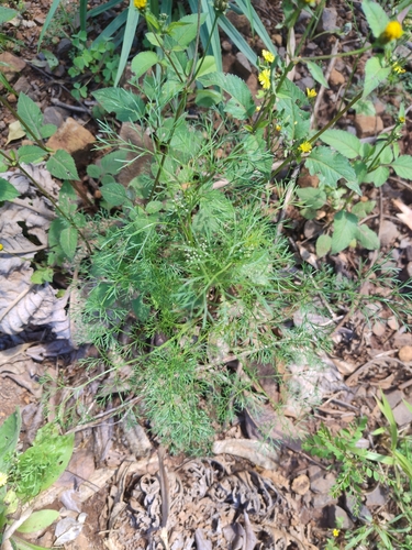 Marsh parsley