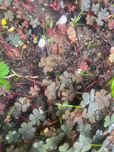 Creeping Woodsorrel