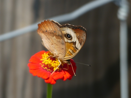 Common Buckeye