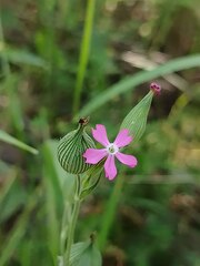 Silene conica
