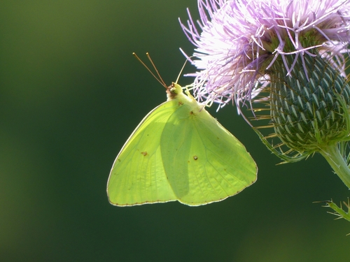 Cloudless Sulphur