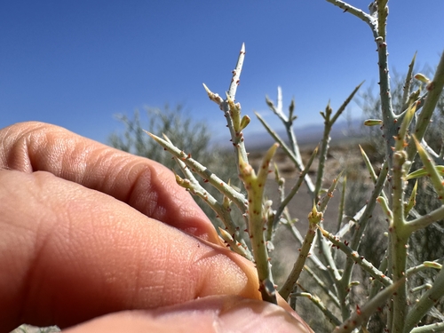 Smoketree