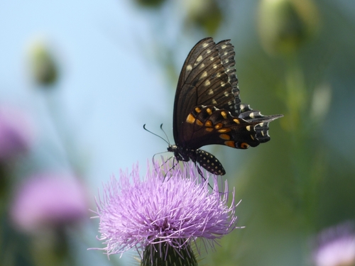 Black Swallowtail
