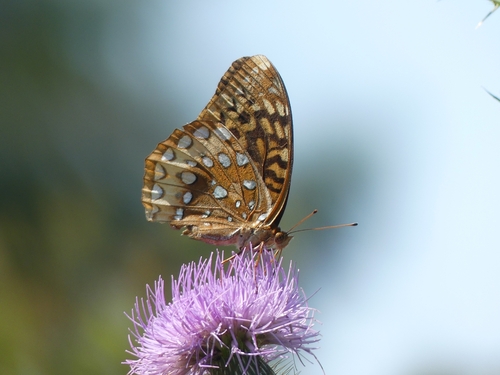 Great Spangled Fritillary