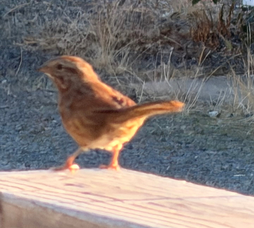 Song Sparrow