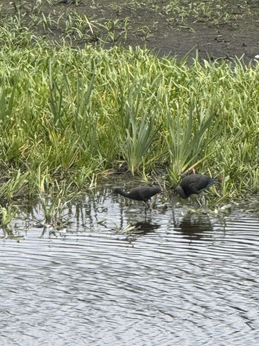 Glossy Ibis