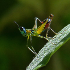 Eumastacidae