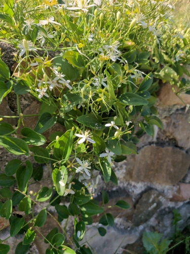 autumn clematis