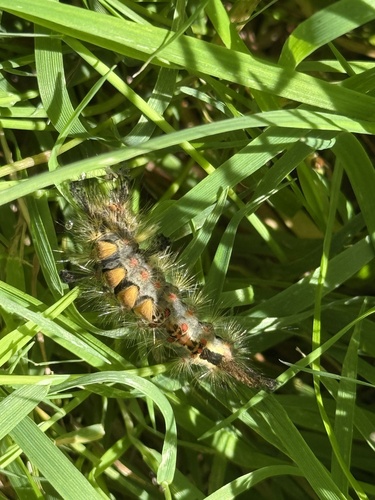 Rusty Tussock Moth