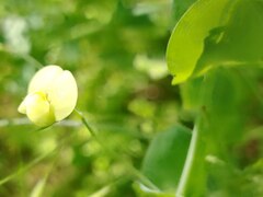 Lathyrus aphaca