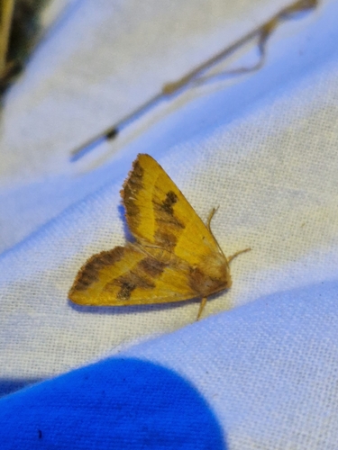 Centre-barred Sallow