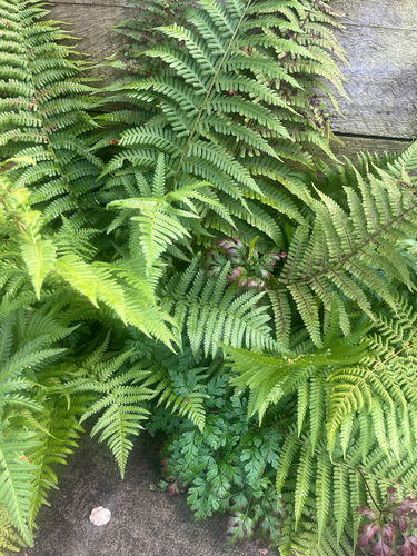 male fern