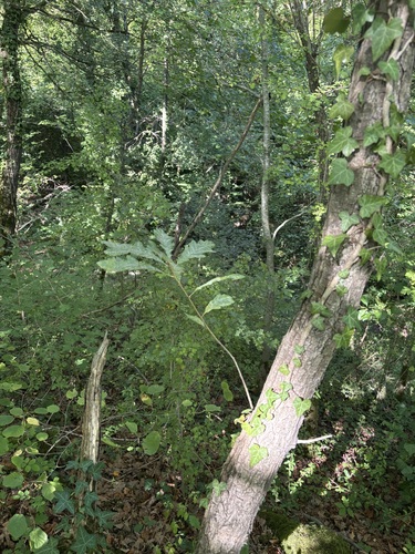 sessile oak