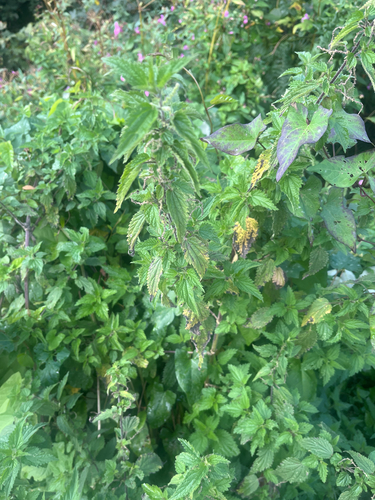 great stinging nettle