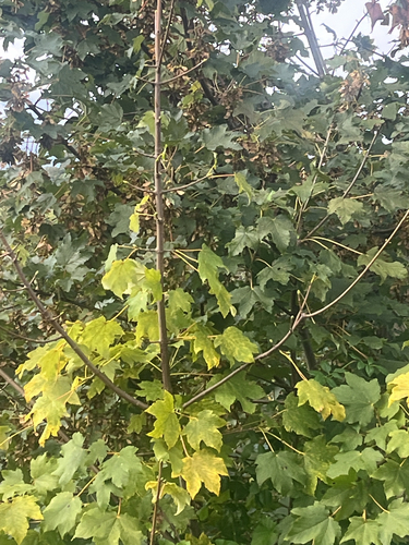 sycamore maple