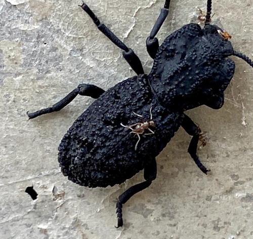 iNaturalist observation photo of Argentine Ant