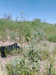Camelina microcarpa