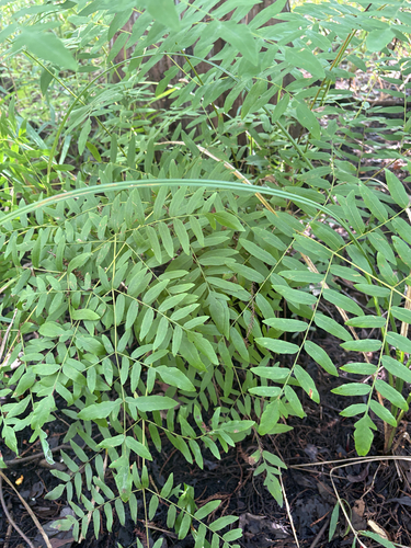 American Royal Fern