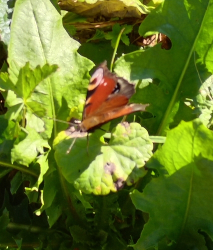 European Peacock Butterfly