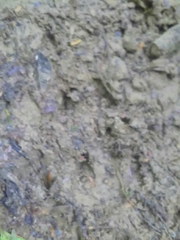 Tapirus terrestris