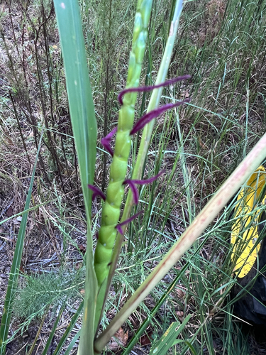 eastern gamagrass