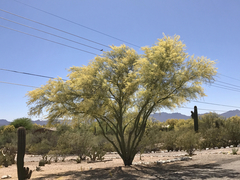 Parkinsonia microphylla