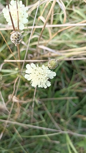 Cream Scabious