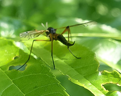 Tanyptera nigricornis