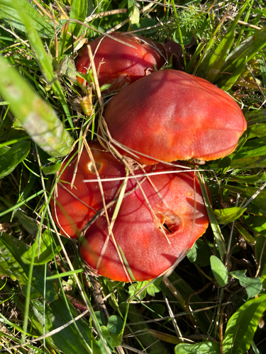 Crimson Waxcap