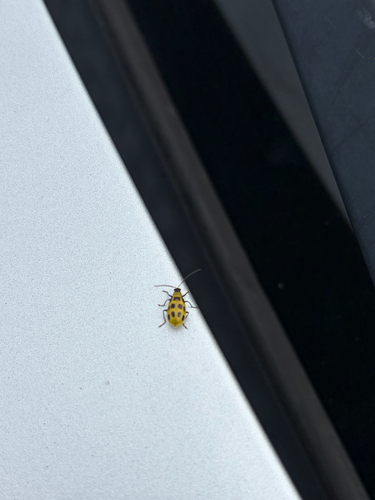 Spotted Cucumber Beetle