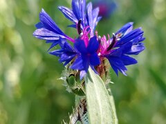 Centaurea depressa