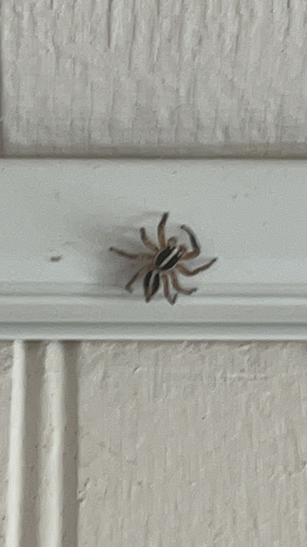 Pantropical Jumping Spider