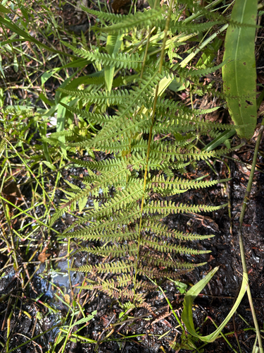 marsh fern