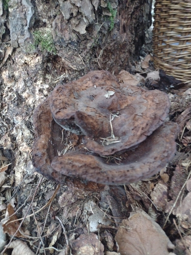 European Dyer's Polypore