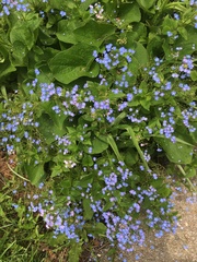 Brunnera