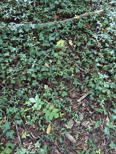 lesser periwinkle