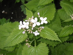 Lunaria