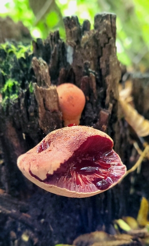 Beefsteak Polypore