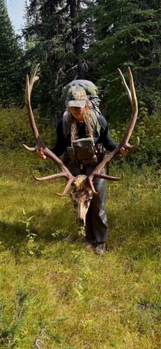 American Elk