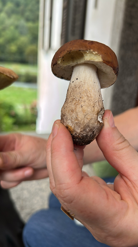 King Bolete
