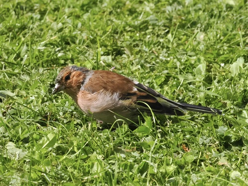 Common Chaffinch