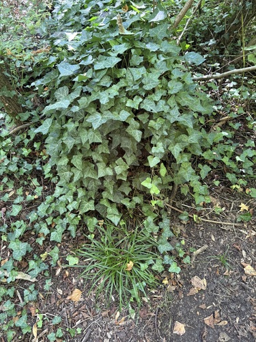 common ivy